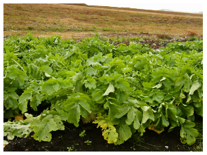 自家製野菜